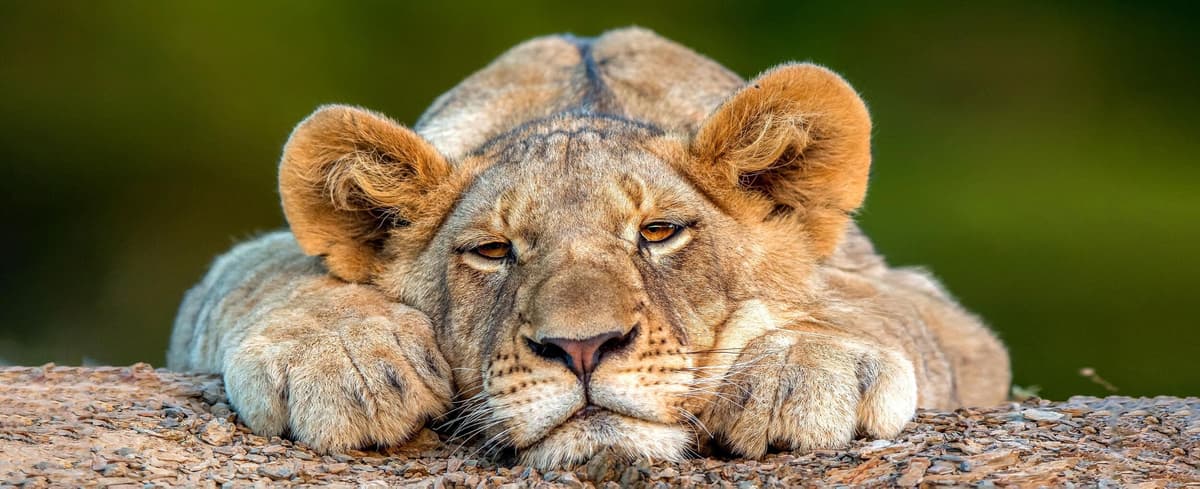 Majestic African lion